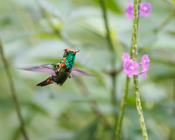 Tufted Coquette, male feeding