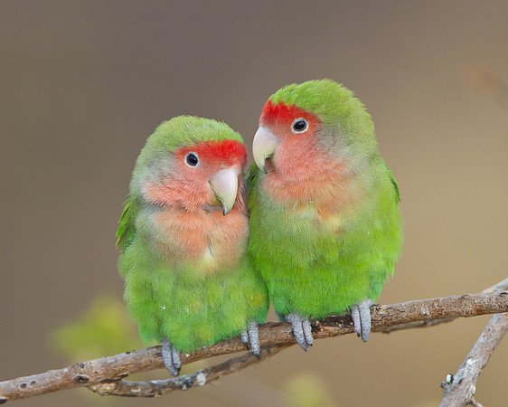 Rosy-faced Lovebirds