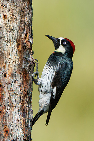 Acorn Woodpecker