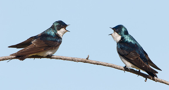 Tree Swallows