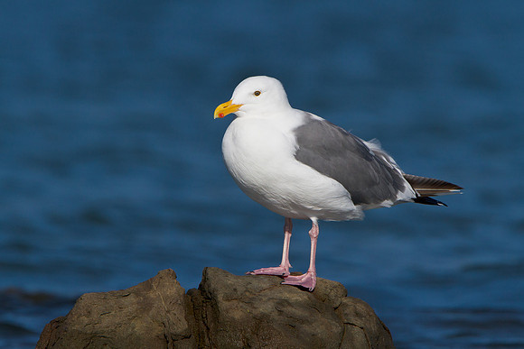 Western Gull