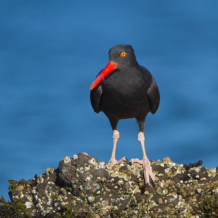 Black Oystercatcher