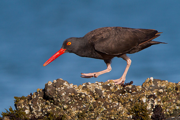 Black Oystercatcher