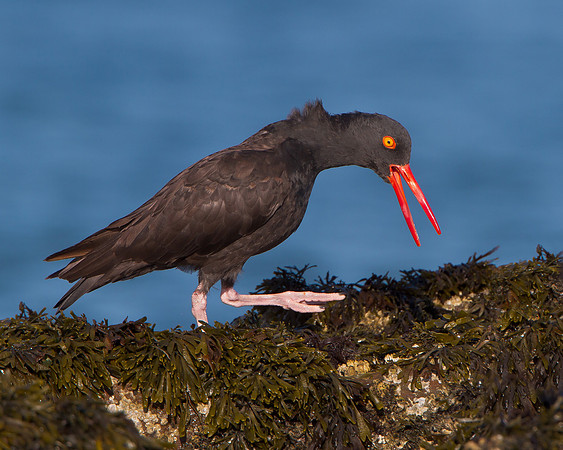 Black Oystercatcher
