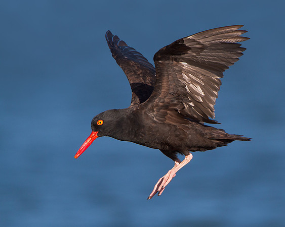 Black Oystercatcher