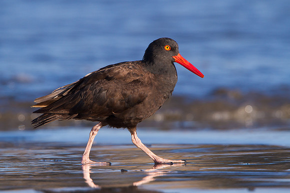 Black Oystercatcher