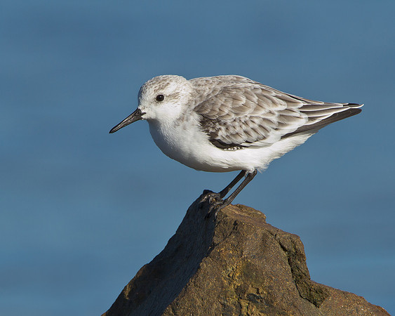 Sanderling
