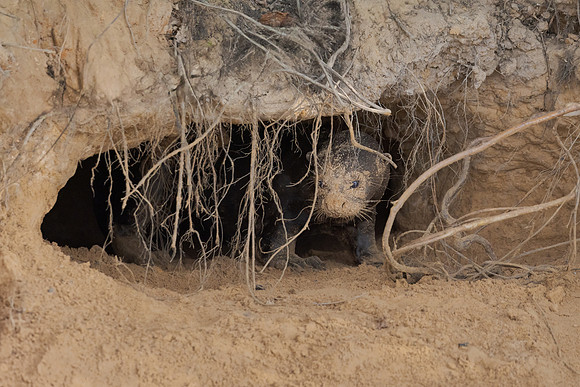 Giant Otter