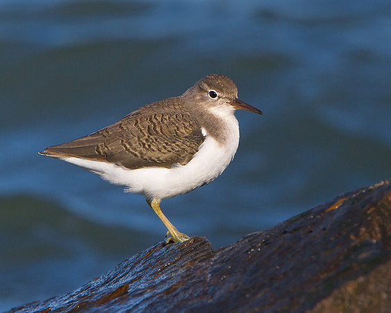 Spotted Sandpiper, winter plumage