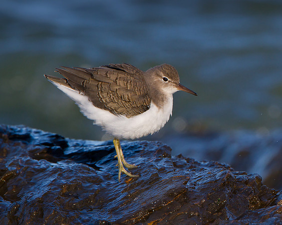 Spotted Sandpiper
