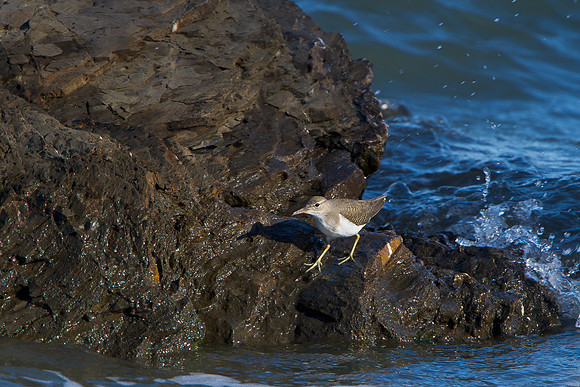 Spotted Sandpiper