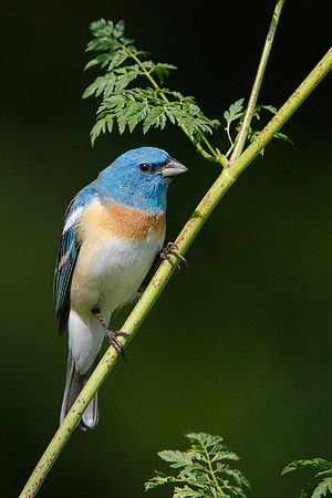 Lazuli Bunting, male perched on poison hemlock