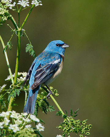 Lazuli Bunting, male perched on poison hemlock