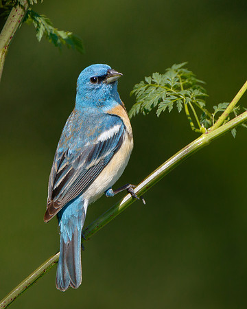 Lazuli Bunting, male perched on poison hemlock