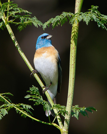 Lazuli Bunting, male perched on poison hemlock