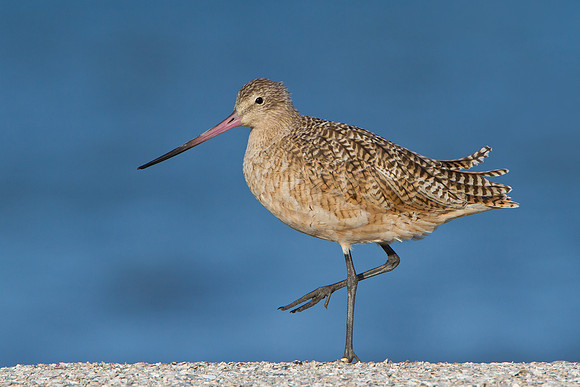 Marbled Godwit