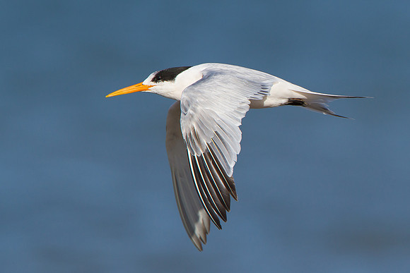Elegant Tern in flight