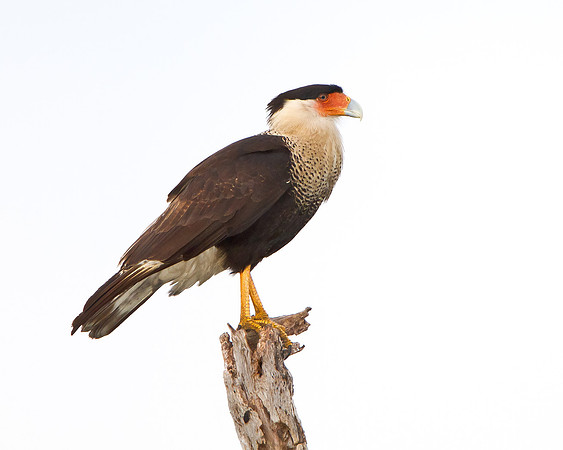 Crested Caracara