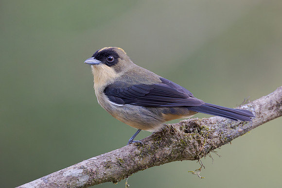 Black-goggled Tanager