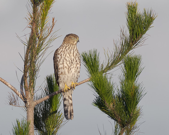 Cooper's Hawk