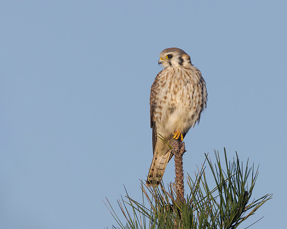 American Kestrel