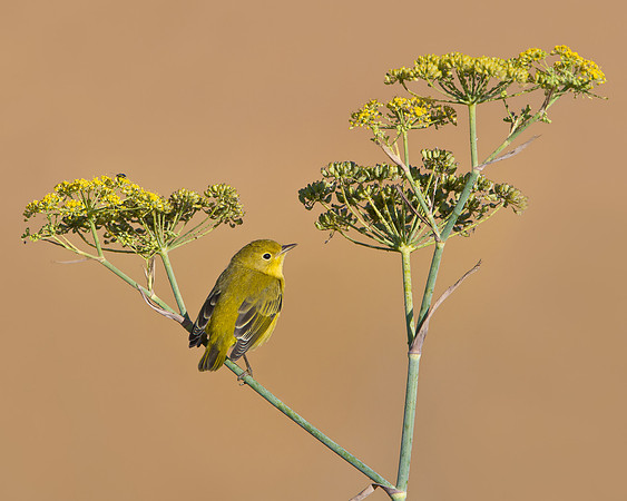 Yellow Warbler