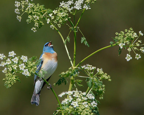 Lazuli Bunting, singing from poison hemlock