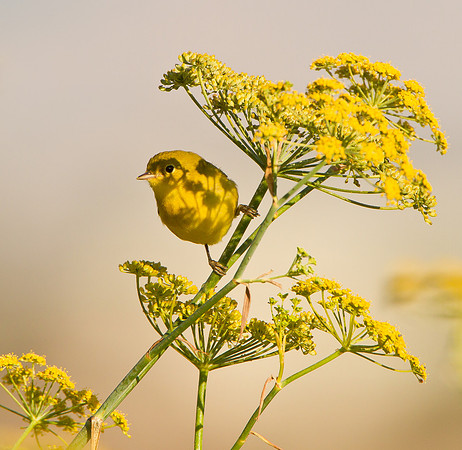 Yellow Warbler