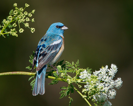 Lazuli Bunting