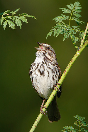 Song Sparrow, singing