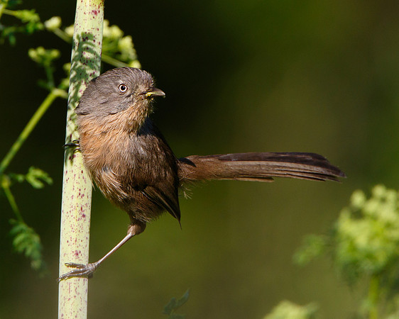 Wrentit