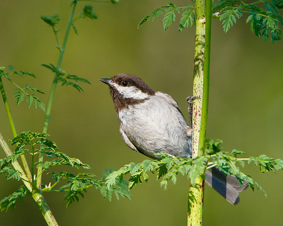 Chestnut-backed Chickadee