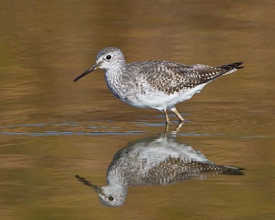 Lesser Yellowlegs