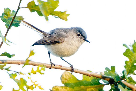 Blue-gray Gnatcatcher