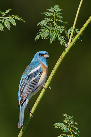 Lazuli Bunting