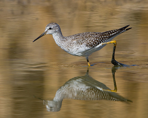 Lesser Yellowlegs