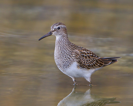 Pectoral Sandpiper