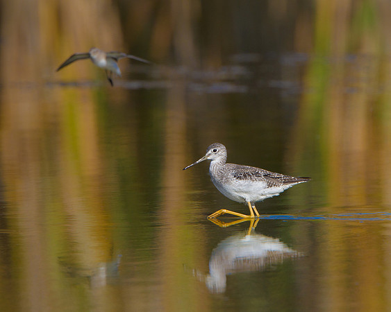 Greater Yellowlegs