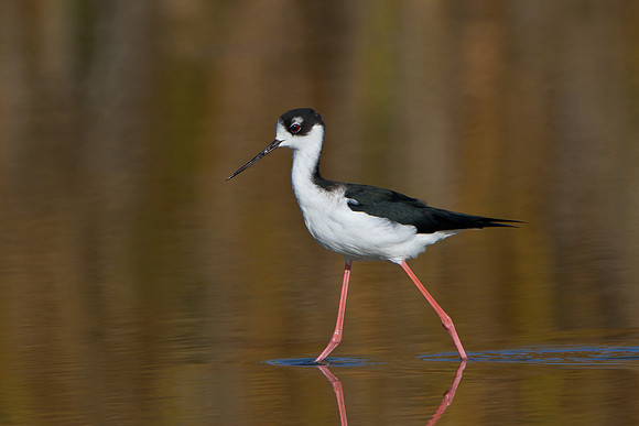 Black-necked Stilt