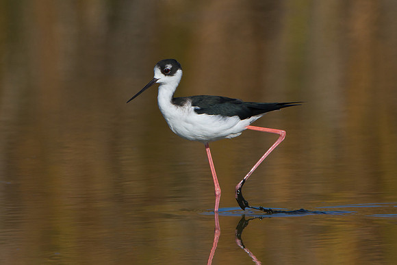 Black-necked Stilt