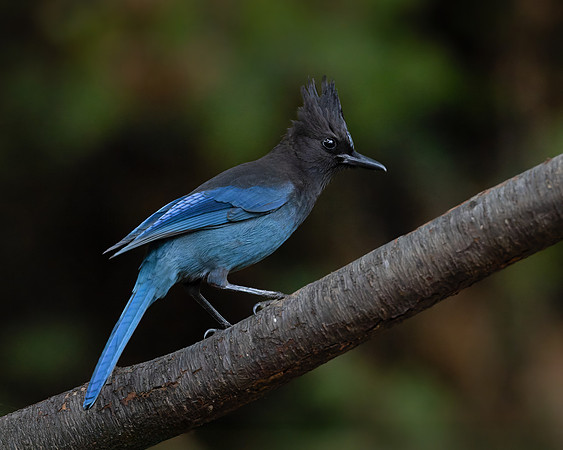 Steller's Jay