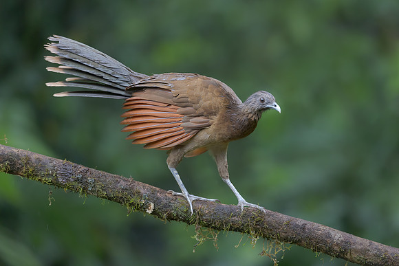 Gray-headed Chachalaca