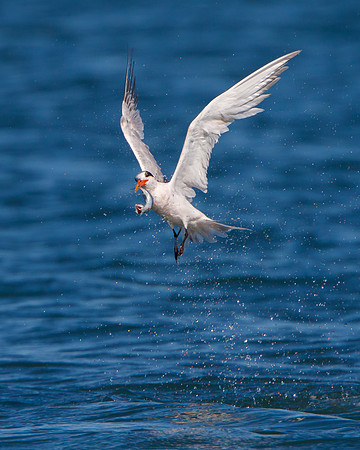 Elegant Tern, with fish