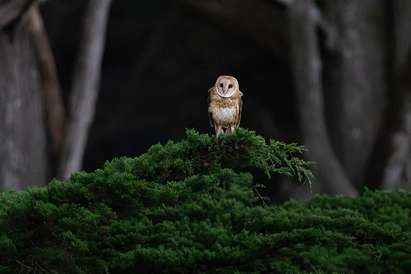 Barn Owl