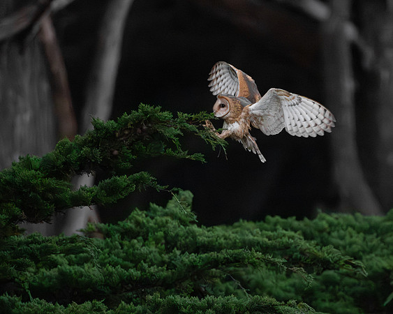 Barn Owl