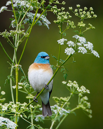 Male Lazuli Bunting, perched on Poison Hemlock