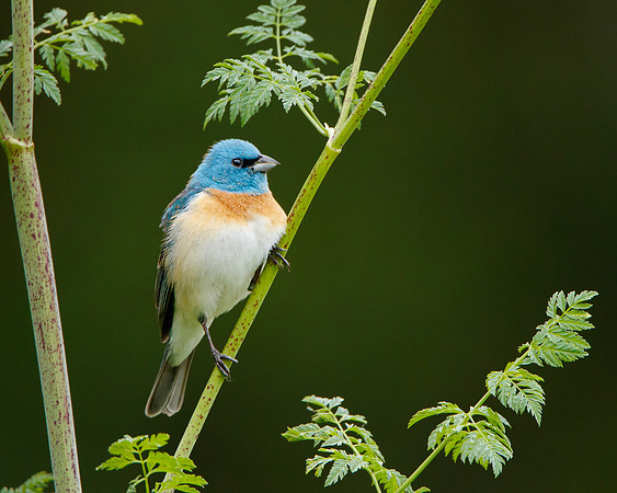 Male Lazuli Bunting, perched on Poison Hemlock