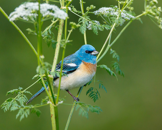 Male Lazuli Bunting, perched on Poison Hemlock