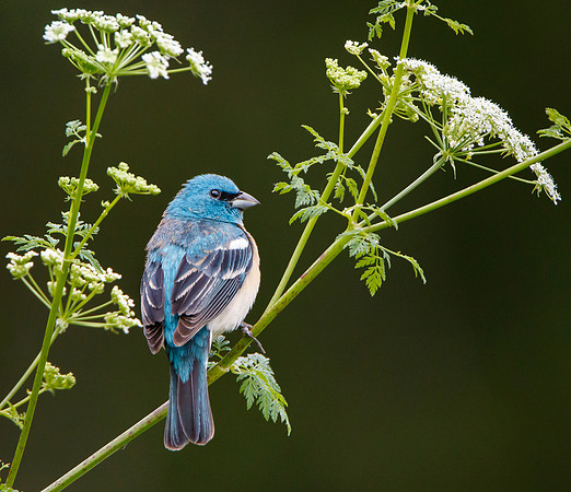 Male Lazuli Bunting, perched on Poison Hemlock
