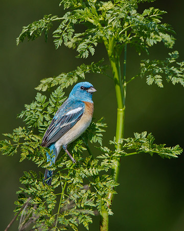 Male Lazuli Bunting, perched on Poison Hemlock